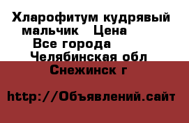 Хларофитум кудрявый мальчик › Цена ­ 30 - Все города  »    . Челябинская обл.,Снежинск г.